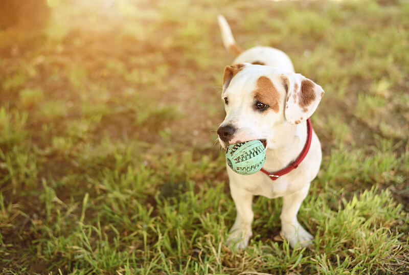 Doggie Daycare